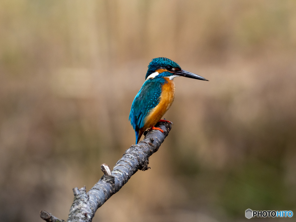 冬の間お見掛けしませんでしたね