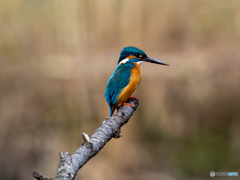 冬の間お見掛けしませんでしたね