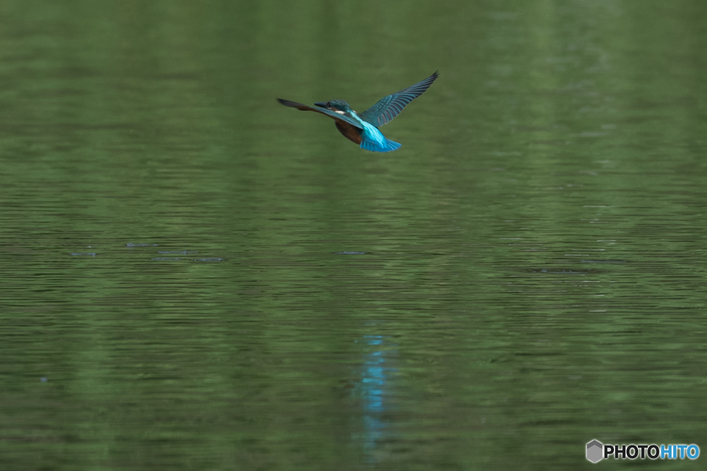 緑が写り込む水面に映える