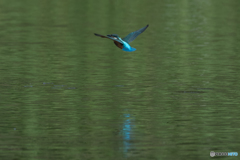 緑が写り込む水面に映える