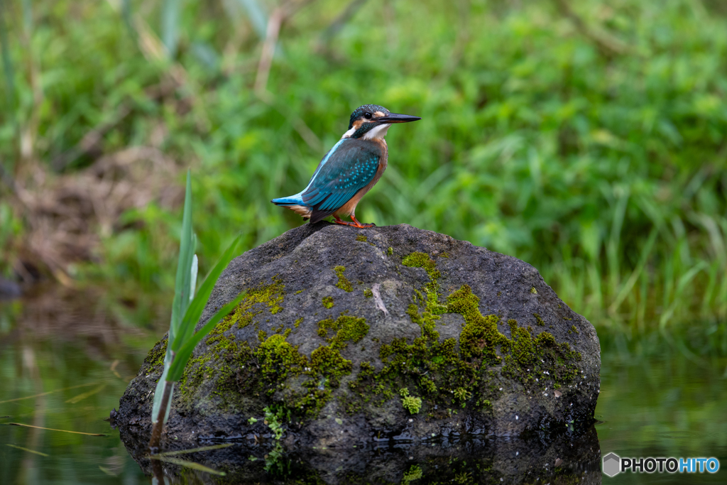 尾っぽ ぴょーん