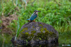 尾っぽ ぴょーん