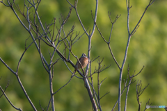 ホオジロ ホオジロ