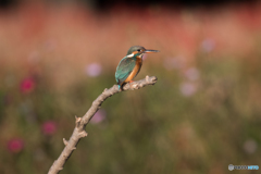 コスモスの名残