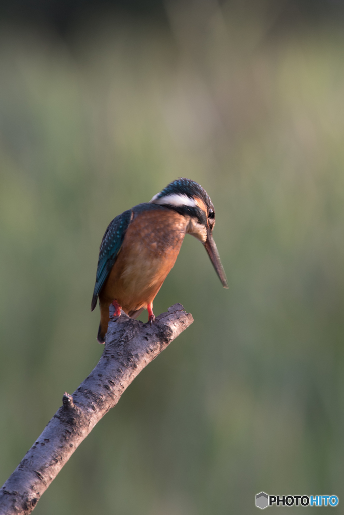 もう帰ろっかな…