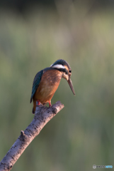 もう帰ろっかな…
