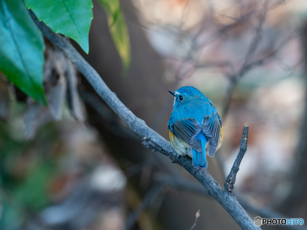 幸せの青い鳥 by K まつきち （ID：9327364） - 写真共有サイト:PHOTOHITO