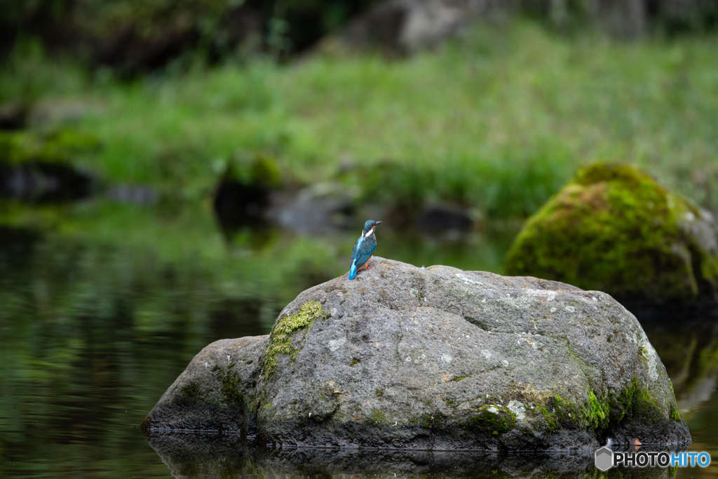 カワセミのいる景色