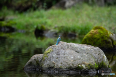カワセミのいる景色