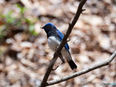 幸せの青い鳥