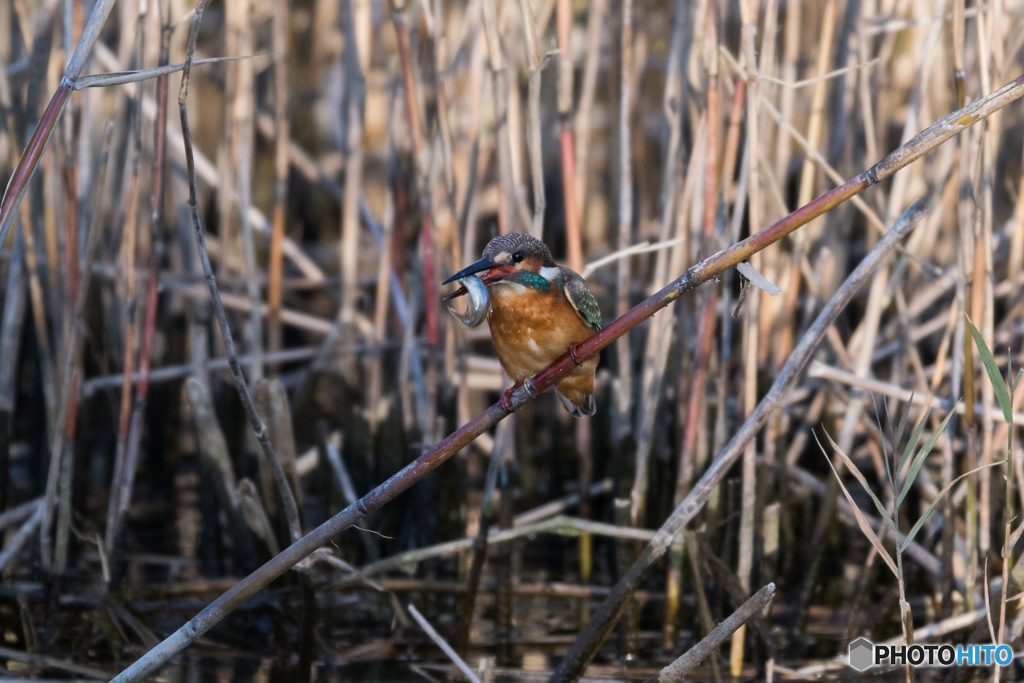 獲れたてのピチピチ