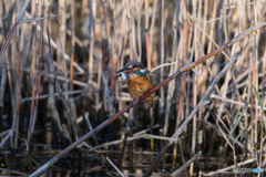 獲れたてのピチピチ