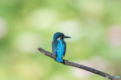ライムグリーンに映えるカワセミブルー