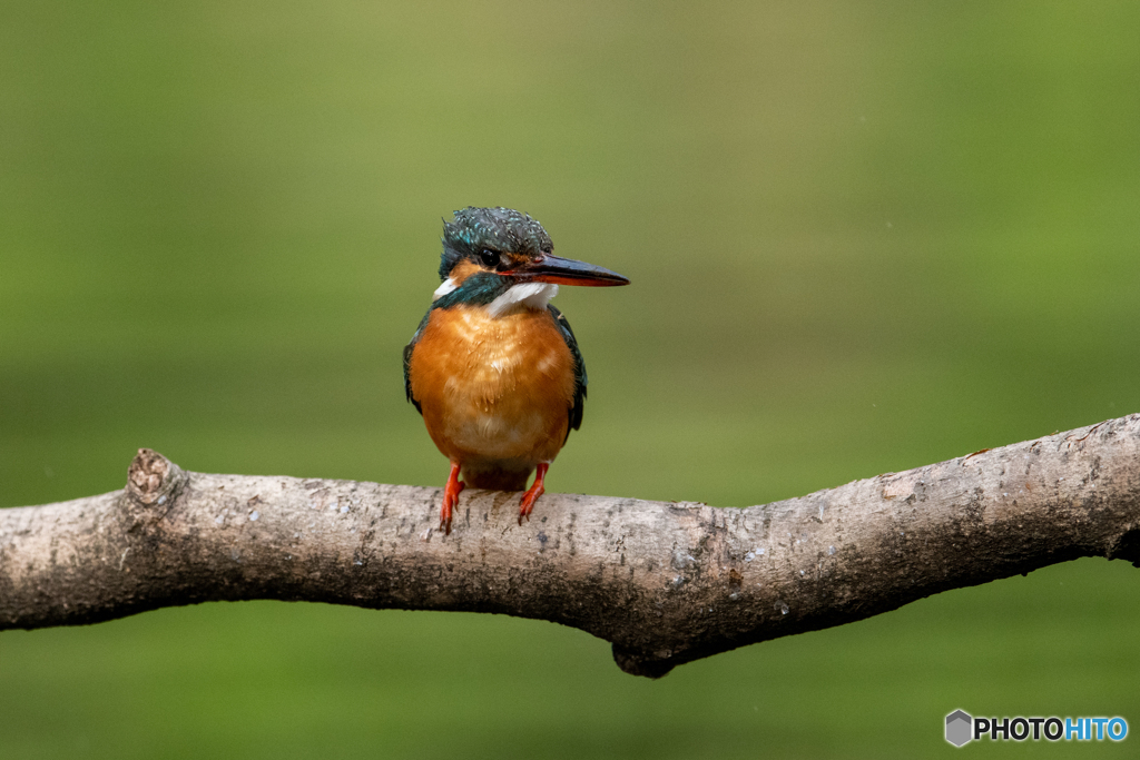 本当はこんなに可愛い
