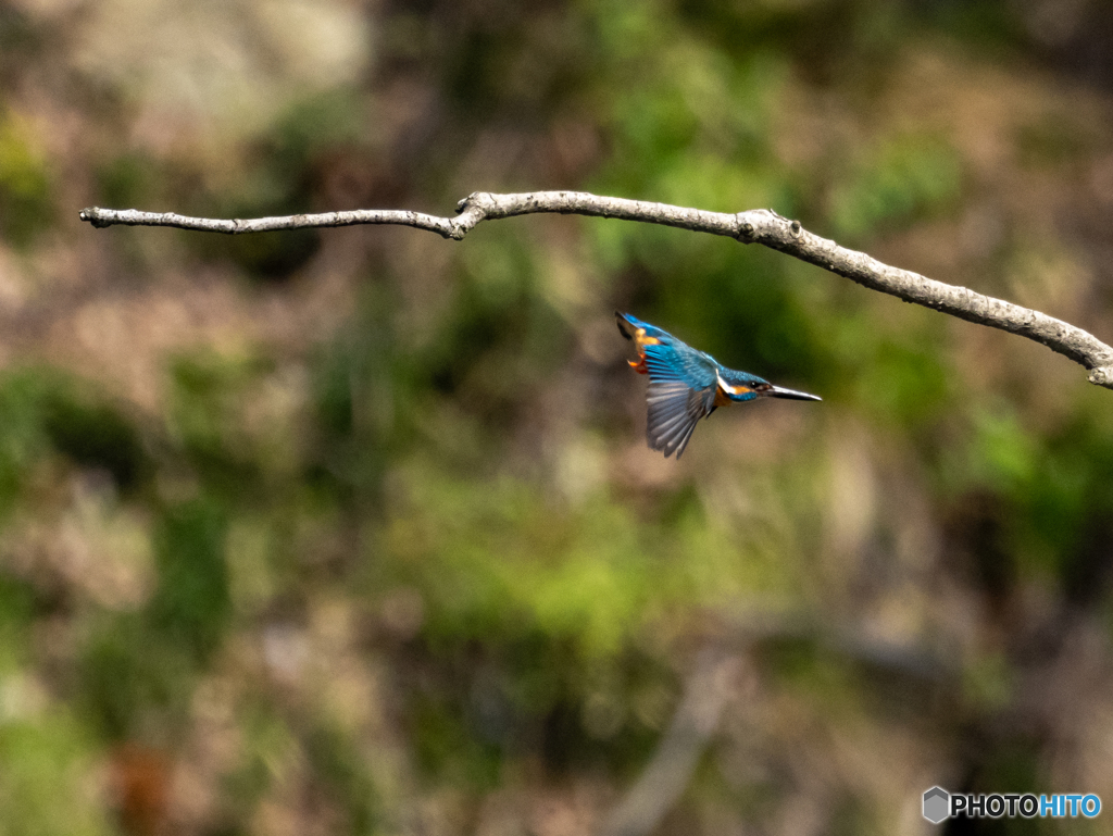 ちょっとエビぞって