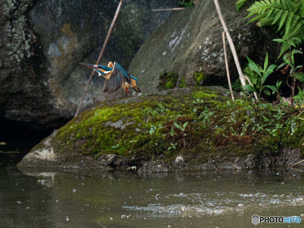 久し振りの飛び物