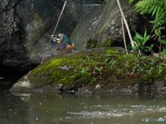 久し振りの飛び物