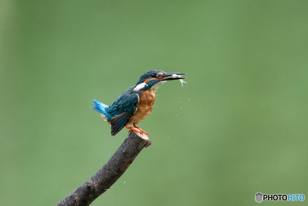 美味しそうでしょ♡