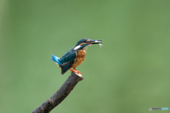 美味しそうでしょ♡