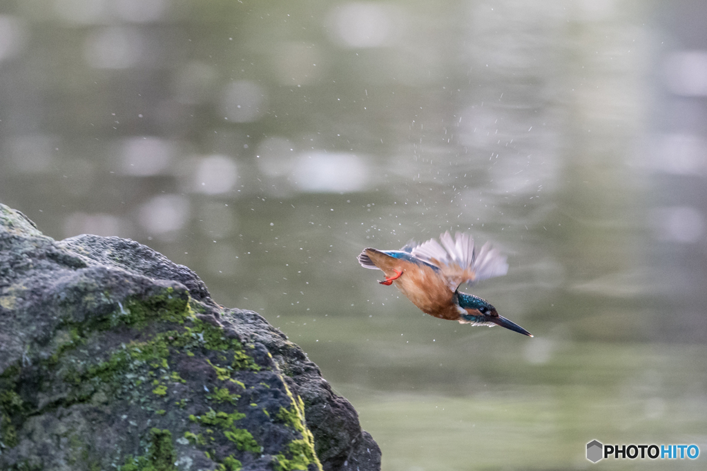 キラキラバックに羽が透けて