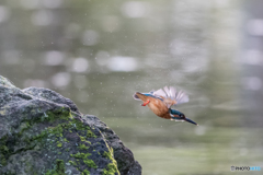 キラキラバックに羽が透けて