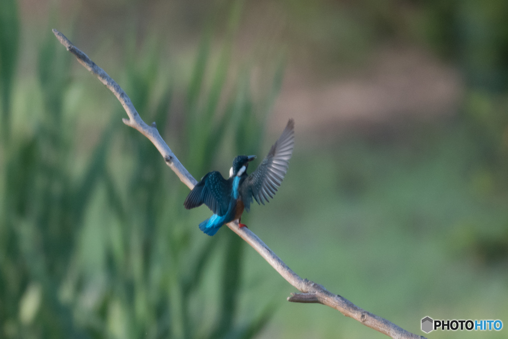 「カワセミくーん」 「はーぃ」