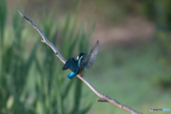 「カワセミくーん」 「はーぃ」