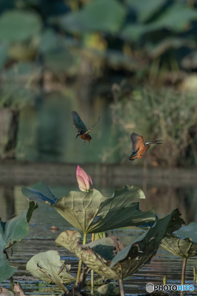 えらいこっちゃ、えらいこっちゃ