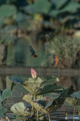 えらいこっちゃ、えらいこっちゃ