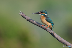 水も滴るいい男