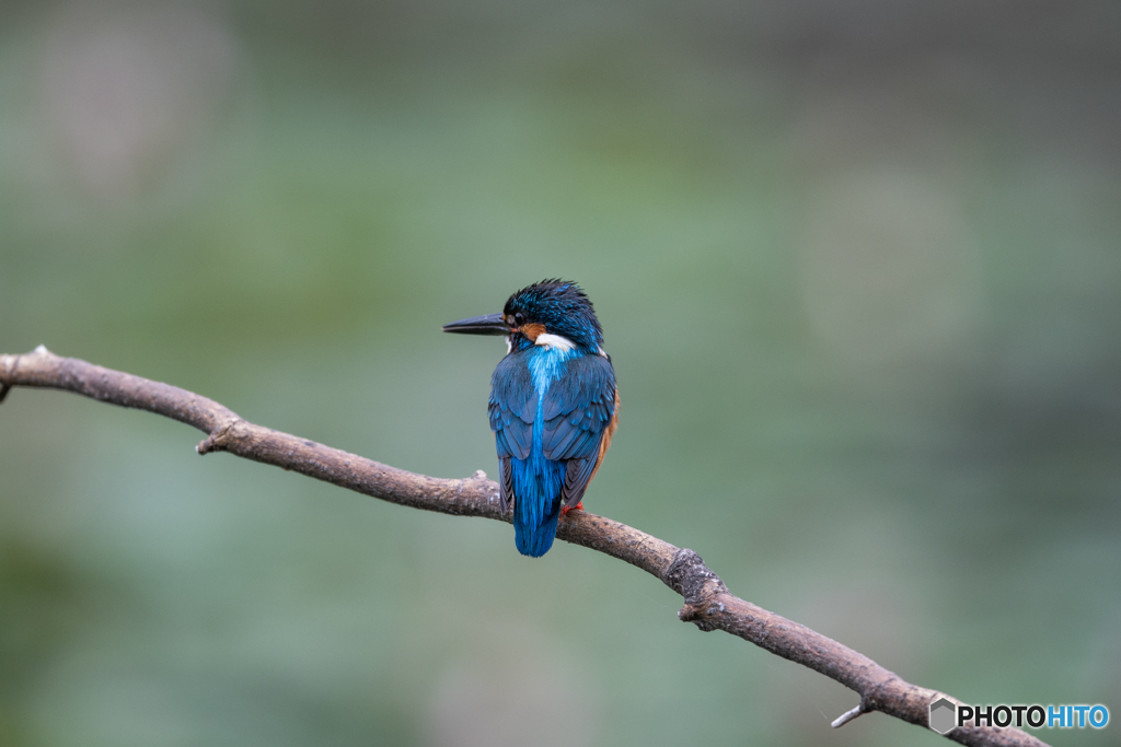睡蓮池のカワセミ