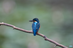 睡蓮池のカワセミ