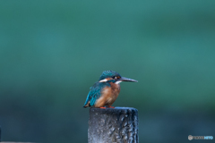 ブルーオレンジ