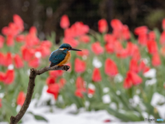 雪チューカワ