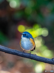 玉ぼけをちりばめて 玉ぼけをちりばめて