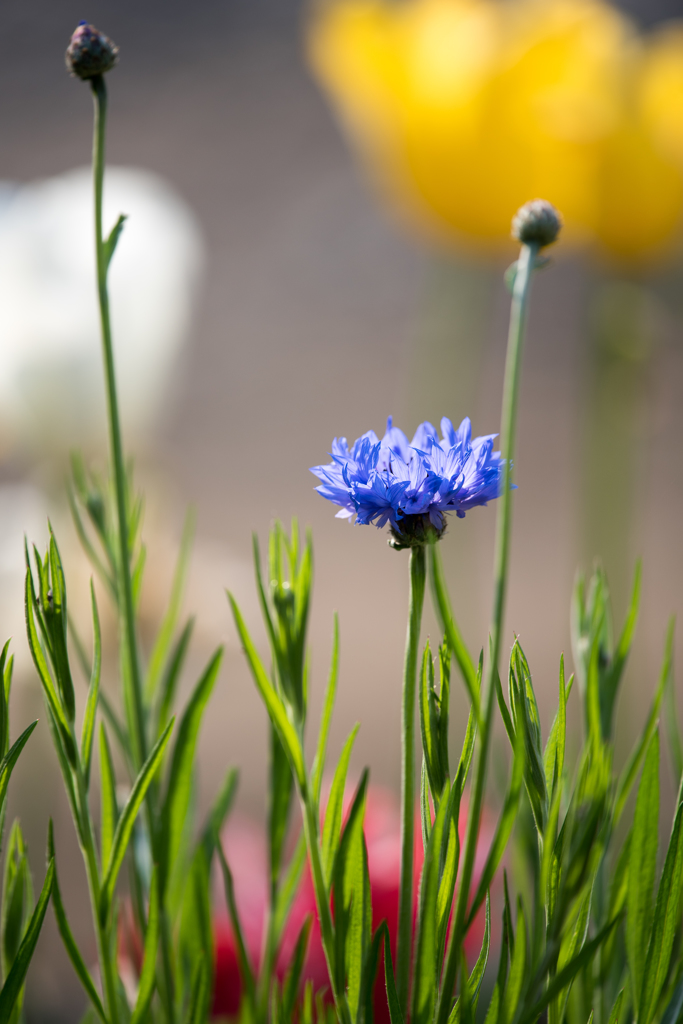 庭を彩る花々 ♯1