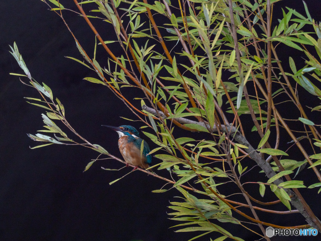 み～つけた(^-^)