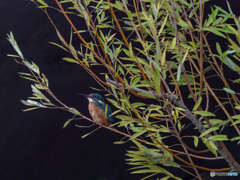 み～つけた(^-^)