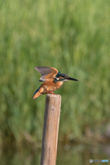 位置について　よーい