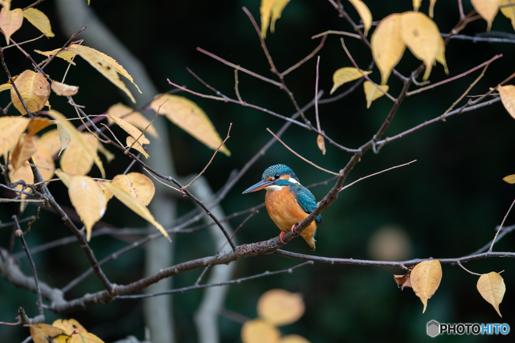 黄葉に囲まれて