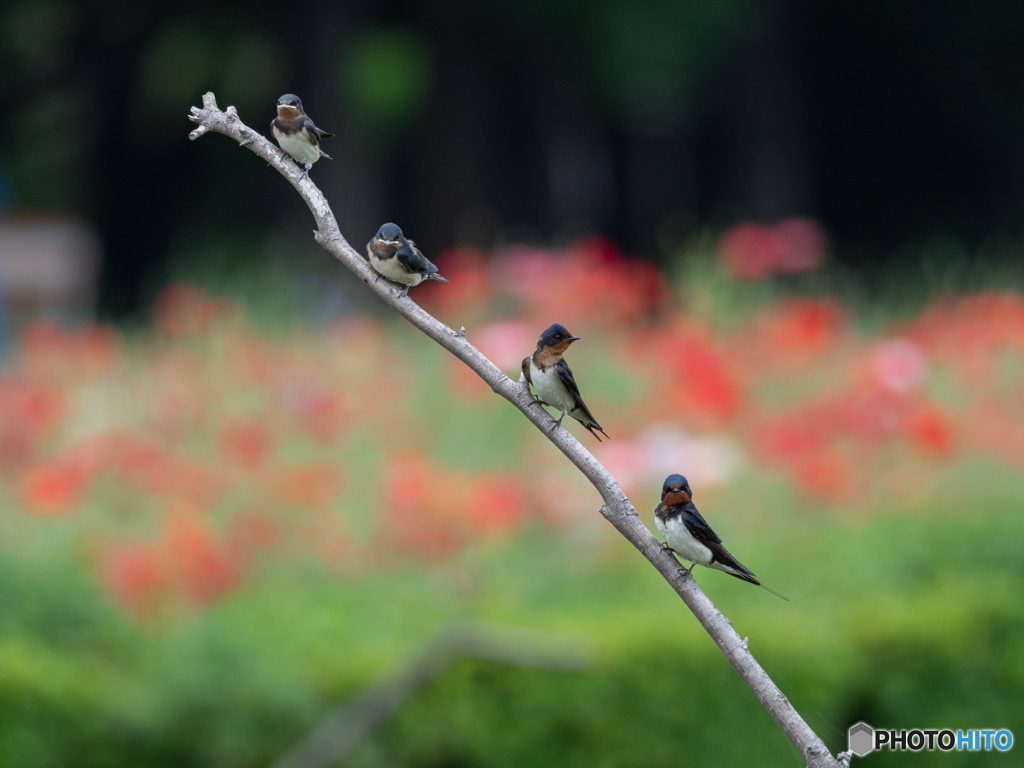 一家でお花見