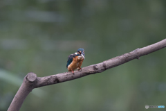 いただきまーす♪