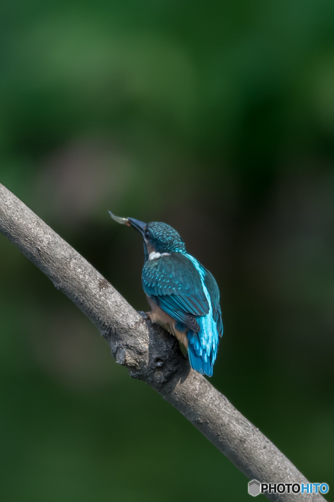 いただきまーす♡