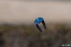 では、さいなら。