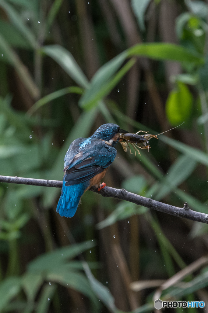 ザリガニゲット!!