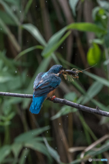 ザリガニゲット!!