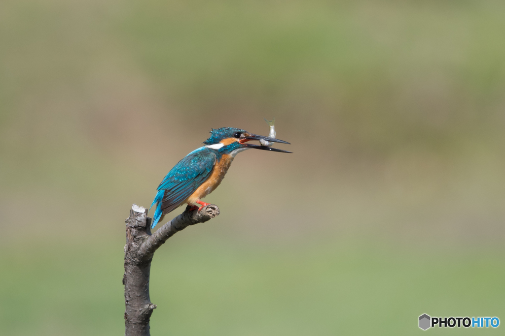 俺、食われるのか！