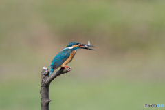 俺、食われるのか！