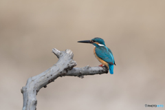 いつもの止まり木