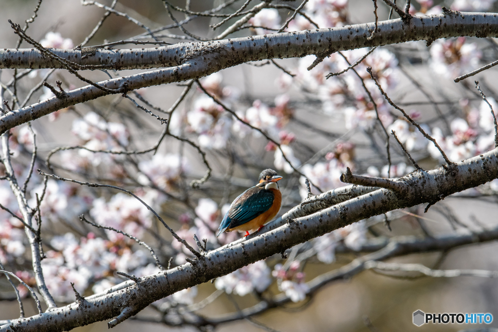 桜をバックに